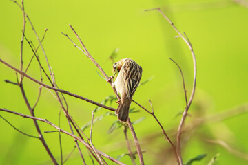 The Asian Golden Weaver on a branch