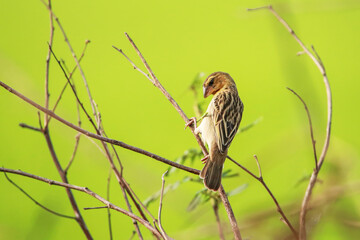 The Asian Golden Weaver on a branch