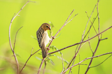 The Asian Golden Weaver on a branch