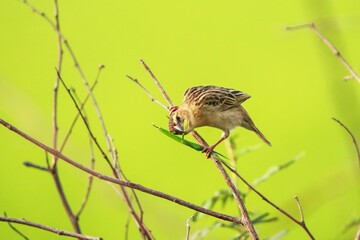 The Asian Golden Weaver on a branch