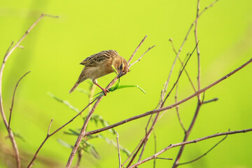 The Asian Golden Weaver on a branch
