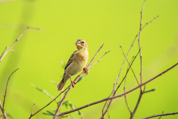The Asian Golden Weaver on a branch