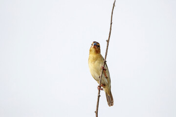 The Asian Golden Weaver on a branch