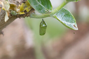 A monarch chrysalis hanging in a tree