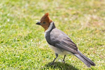 Juvenile Red-Crested Cardinal on the grass