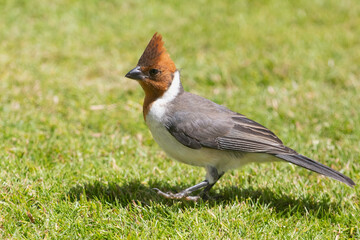 Juvenile Red-Crested Cardinal on the grass