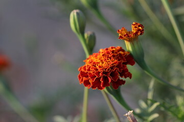 photo of Saffron marigold flowers in bloom in the garden, india