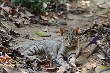 photo of A little grey tabby cat baby lying in the garden in the autumn and looking at the camera