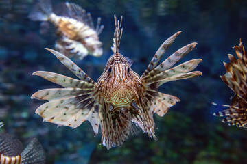 Fototapeta na wymiar Beautiful lion fish hovering in mid water hunting for small prey in blue water