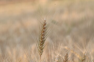 Close-up photo of Wheat pods or Wheat ear in wheat crop in the field, india
