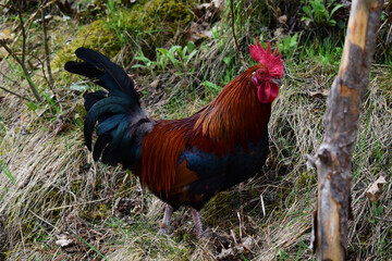 Hahn von Steinpipperl, Stoapippal in Wildfarbe mit großem Kamm und Kehllappen, Hochformat
