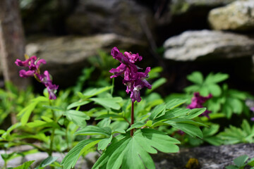 Obraz premium Lerchensporn, Corydalis cava, Blüte im Frühling in Rosa, Lila mit hellgrünem Blatt vor grauer Steinmauer, gedämpfte Farben