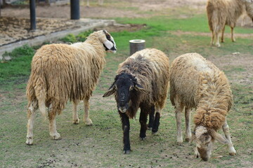 Obraz premium sheep on the grass in the corral.