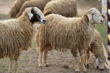 sheep on the grass in the corral.