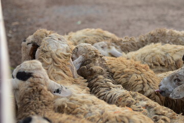 Dirty sheep in a tropical country