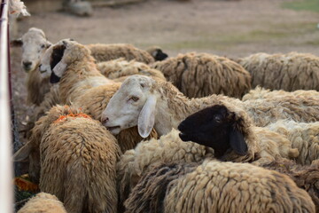 Naklejka premium Dirty sheep in a tropical country