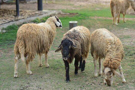 sheep on the grass in the corral.