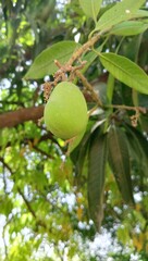 Green mango on the tree 