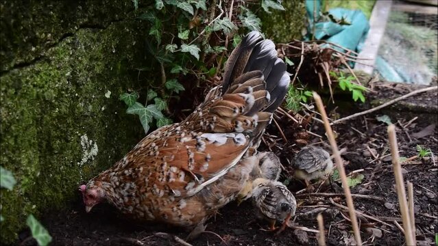 Steinpipperl Henne zeigt K&uuml;ken, wie sie Futter finden, scharren und fressen