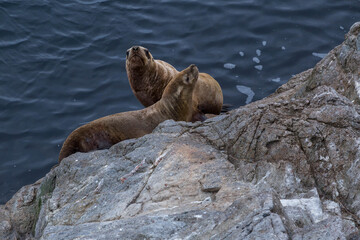Naklejka premium sea lions on the shore of the Sea of Okhotsk, Sakhalin. Kuriles