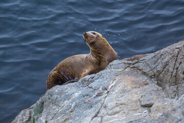 Naklejka premium sea lions on the shore of the Sea of Okhotsk, Sakhalin. Kuriles