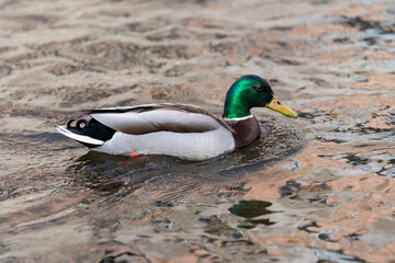 duck on the water