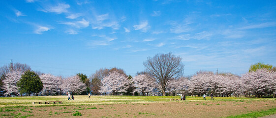 うららかな春の日に、満開の桜を眺ながら散歩する - obrazy, fototapety, plakaty