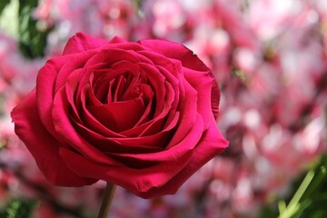 Pink Rose in Bloom at Outdoor Wedding Shallow DOF