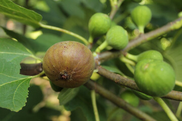 Fresh Figs Growing on Tree Ripe Fig and Green Figs
