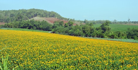field of marigold on the hill