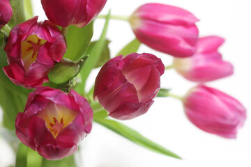 Bouquet of Pink Dutch Tulips Isolated on White Background