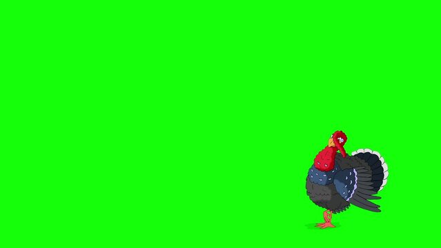 The turkey walks, gets scared and quickly runs away chroma key