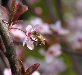 a bee pollinating a flower