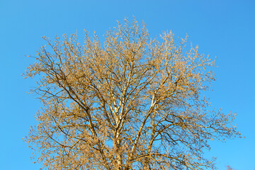 Aspen tree in spring against a blue sky background