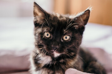 Portrait of a tortoiseshell cat looking into the camera