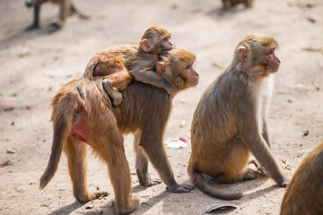 Kathmandu, Nepal- April 20,2022 : Rhesus Macaques monkeys on the ancient stupas of Swayambhunath temple high above Kathmandu.