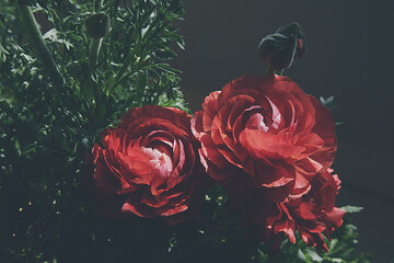 Red ranunculus flowers on black background