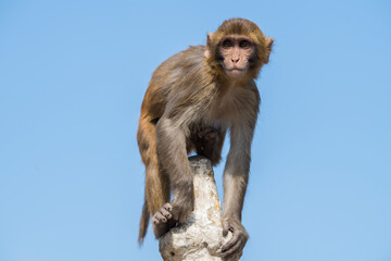 Kathmandu, Nepal- April 20,2022 : Rhesus Macaques monkeys on the ancient stupas of Swayambhunath temple high above Kathmandu.