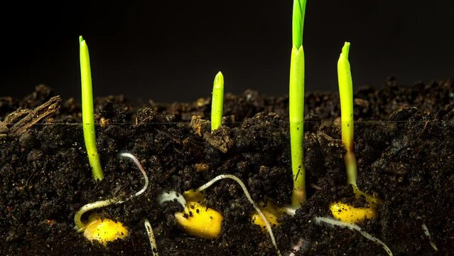 Corn sprouting from dirt time lapse on black