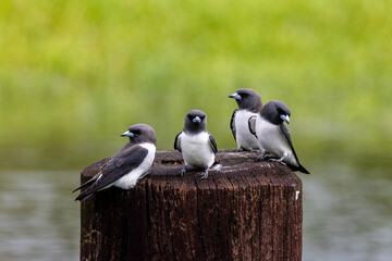 White-breasted Woodswallow in Queensland Australia