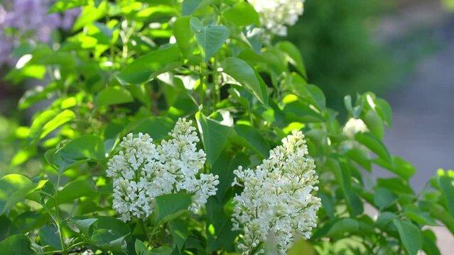 Blurred blooming white lilac bush in spring, natural background