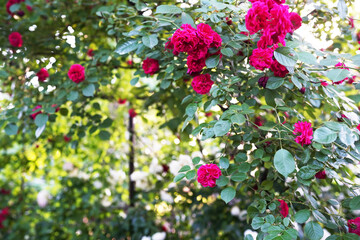 Fototapeta premium Beautiful red rose flowers grow together in a green bush. Rose garden on a sunny June day