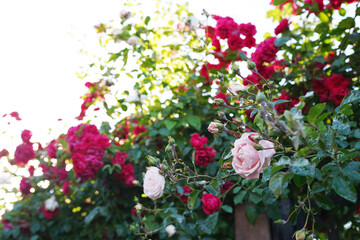 Fototapeta na wymiar Beautiful white and red rose flowers grow together in a green bush. Rose garden on a sunny June day