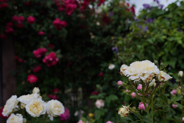 Beautiful white and red rose flowers grow together in a green bush. Rose garden on a sunny June day