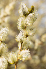 Blooming willow branch in spring on a soft blurred background.