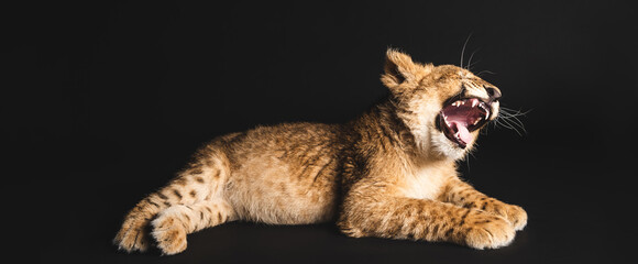 Plakat cute lion cub lying isolated