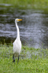 Intermediate or Plumed Egret in Queensland Australia