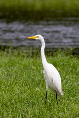 Intermediate or Plumed Egret in Queensland Australia