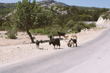 Small herd of goats near the highway in a mountainous area (Rhodes, Greece)