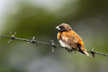 Chestnut-breasted Mannikin or Munia in Queensland Australia